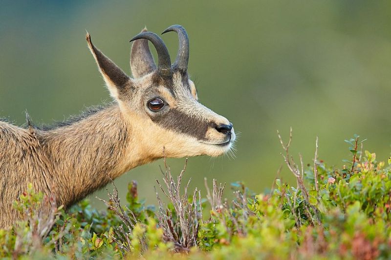 Alpine chamois - Stock Image - C052/5718 - Science Photo Library